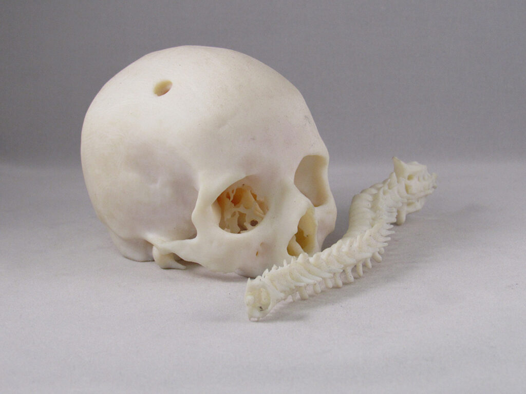 3D Printed Bones for Plastic Prototype Detail
